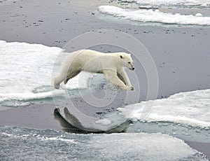 Jumping polar bear
