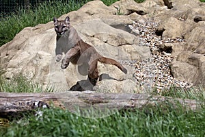 Jumping Puma at the Big Cat Sanctuary