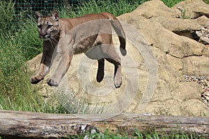 Jumping Puma at the Big Cat Sanctuary