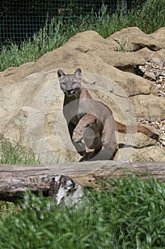 Jumping Puma at the Big Cat Sanctuary