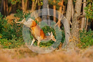 Jumping Red deer, rutting season, Hoge Veluwe, Netherlands. Deer stag, bellow majestic powerful adult animal outside wood, big an