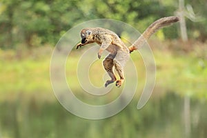 Jumping red-fronted lemur