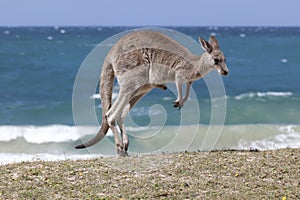 Jumping Red Kangaroo on the beach, Australia