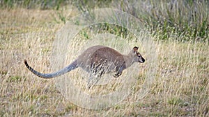 Jumping Red-Necked Wallaby