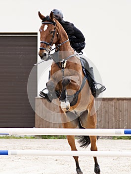 A jumping red sports horse with a bridle and a rider riding with his foot in a boot with a spur in a stirrup