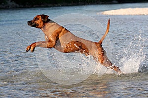 Jumping Rhodesian Ridgeback