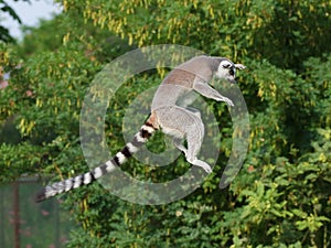 Jumping ring-tailed lemur