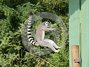 Jumping ring-tailed lemur