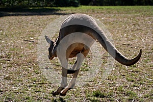 Jumping Roo