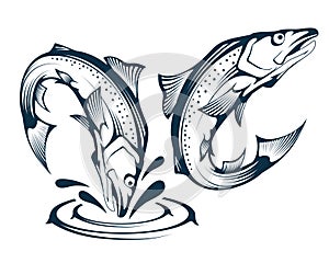 Jumping Salmon Fish. Illustration of an Atlantic Salmon. Jumping Fish. Alaskan King Salmon. Sea Fish.