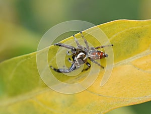 Thyene imperialis jumping spider on leaf photo