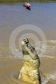 Jumping saltwater crocodile in Kakadu National Park in Australia& x27;s Northern Territory photo