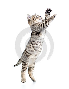 Jumping scottish kitten