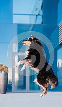 Jumping Sheltie dog. Energetic Dog Leaping in Front of Blue Glass Building