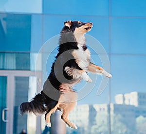 Jumping Sheltie dog. Energetic Dog Leaping in Front of Blue Glass Building