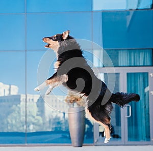 Jumping Sheltie dog. Energetic Dog Leaping in Front of Blue Glass Building