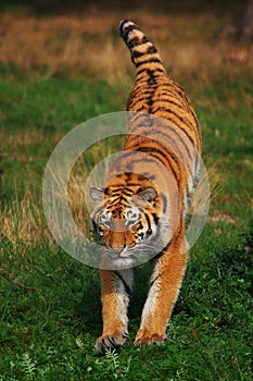 Jumping Siberian Tiger