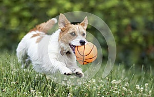 Jumping smiling happy pet dog puppy playing with a ball