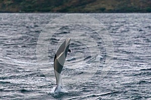 Jumping Southern right whale dolphin in the Strait of Magellan