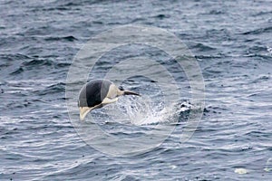 Skákanie južnej právo veľryba delfín v úžina z 