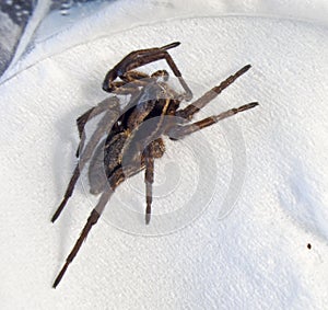 Jumping spider photo