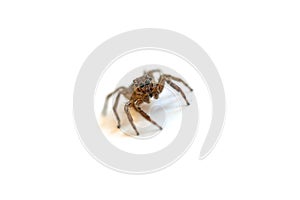 Jumping spider