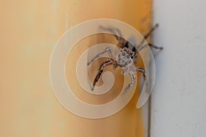 Jumping spider