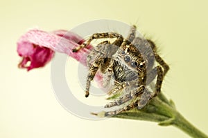 Jumping spider