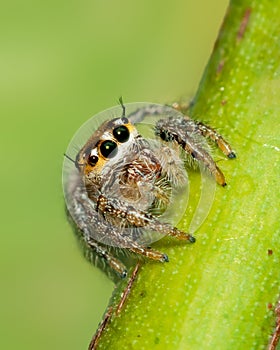 Jumping spider