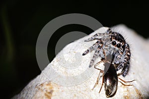 Jumping Spider