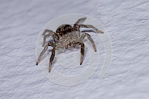 Jumping Spider