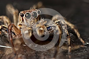 Jumping Spider