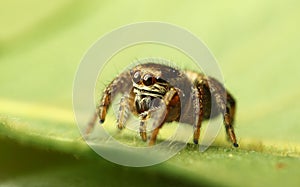 Jumping spider