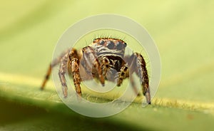 Jumping spider