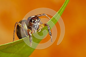 Jumping Spider