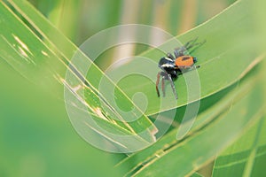 Jumping Spider