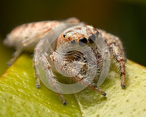 Jumping spider