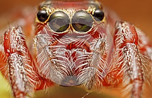Jumping Spider