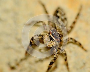 Jumping Spider