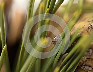 Jumping Spider