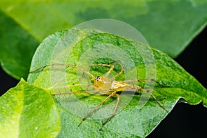 Jumping spider