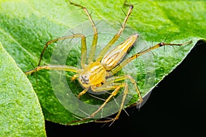 Jumping spider