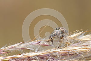 Jumping spider