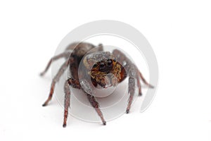 Jumping spider