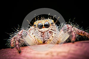 Jumping spider