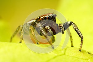 Jumping Spider