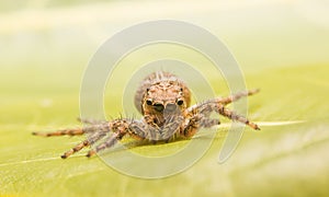 Jumping spider