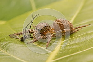 Jumping spider