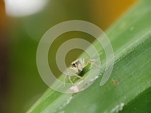 Jumping spider above on green leaves background