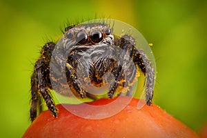 Jumping spider and ashberry